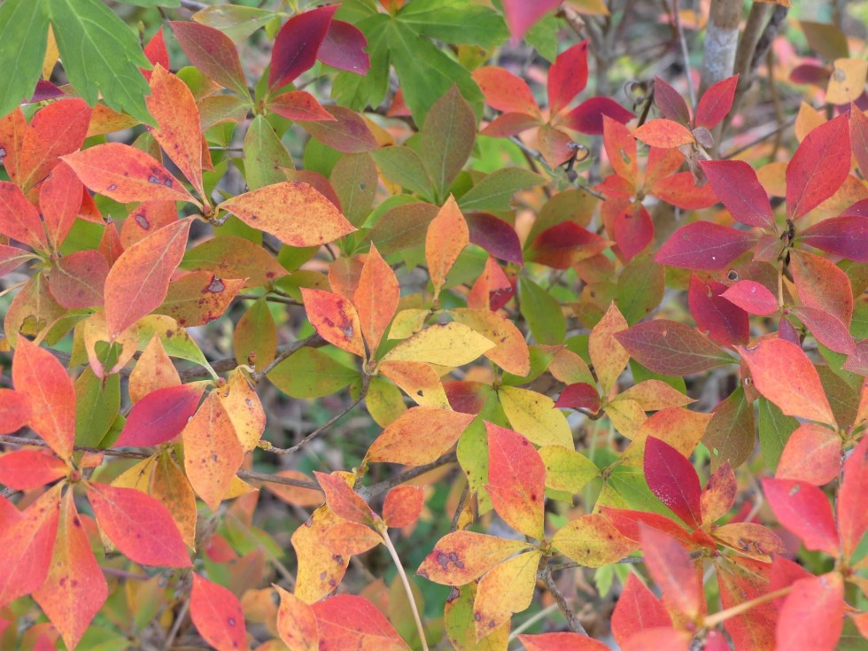 ドウダンツツジ