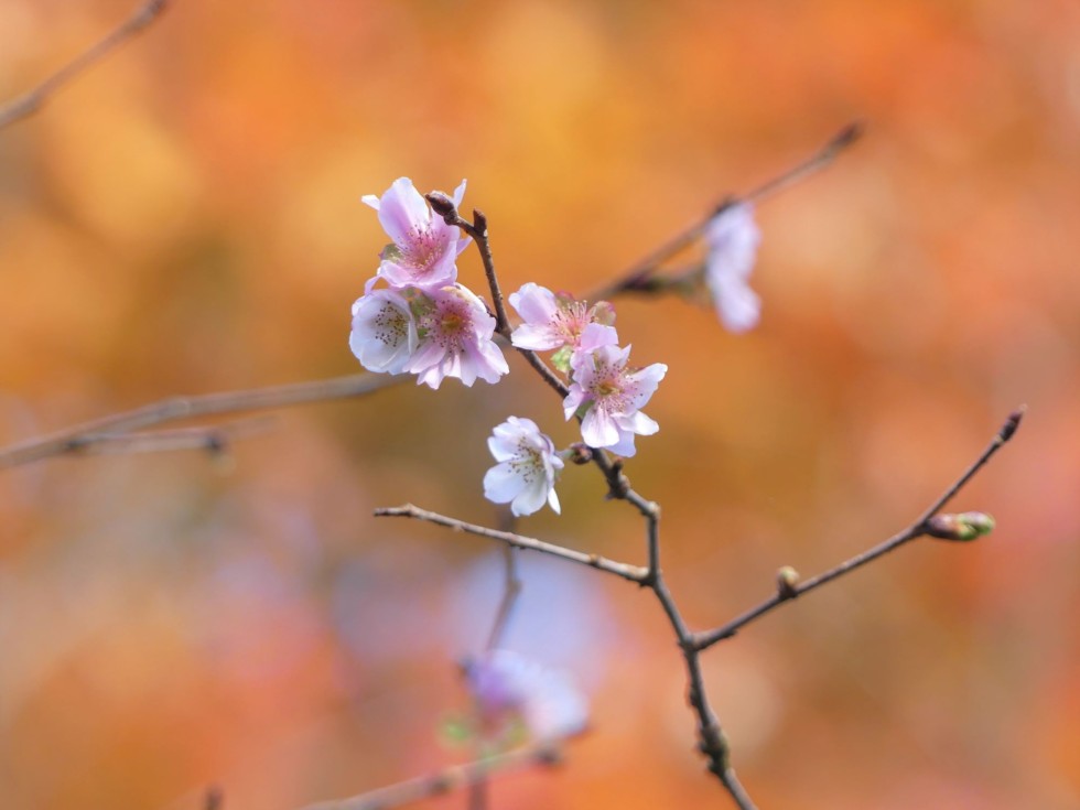アーコレード桜