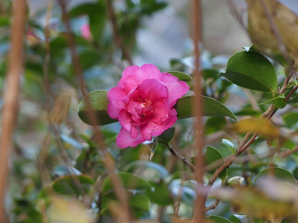 タチカンツバキ