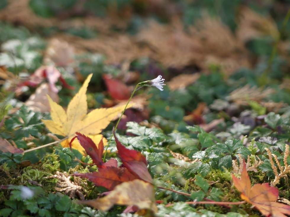 キッコウハグマ