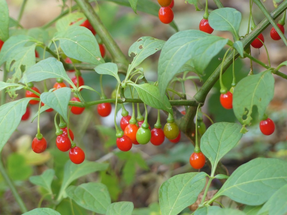 ハダカホオズキ