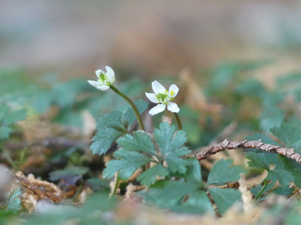 今週の牧野公園の植物たち♪