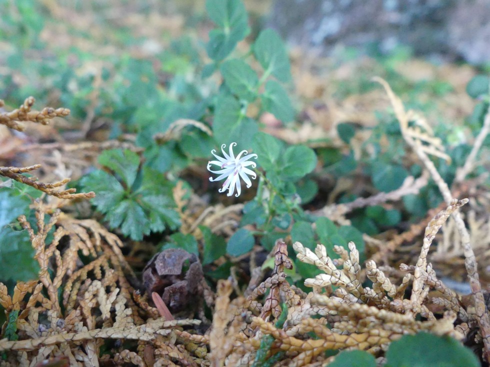 キッコウハグマ