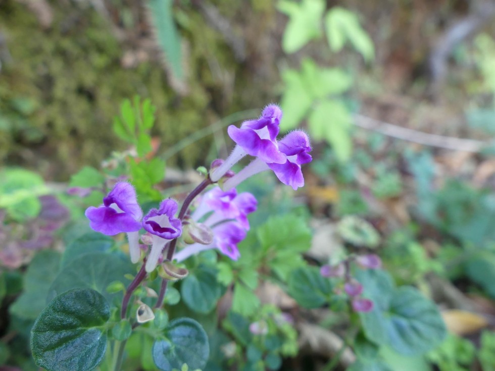 コバノタツナミ