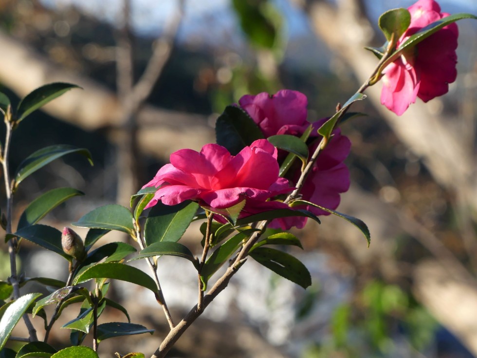 タチカンツバキ