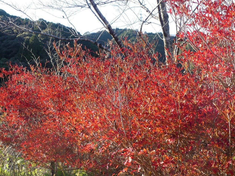 ドウダンツツジ