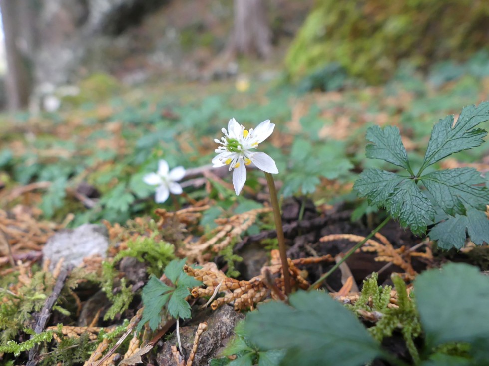 今週の牧野公園の植物たち♪