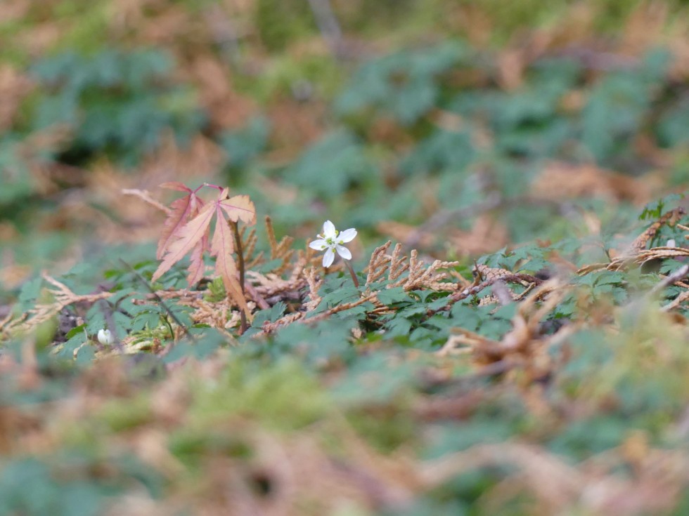 バイカオウレン