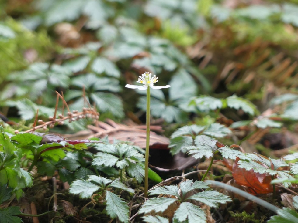 バイカオウレン
