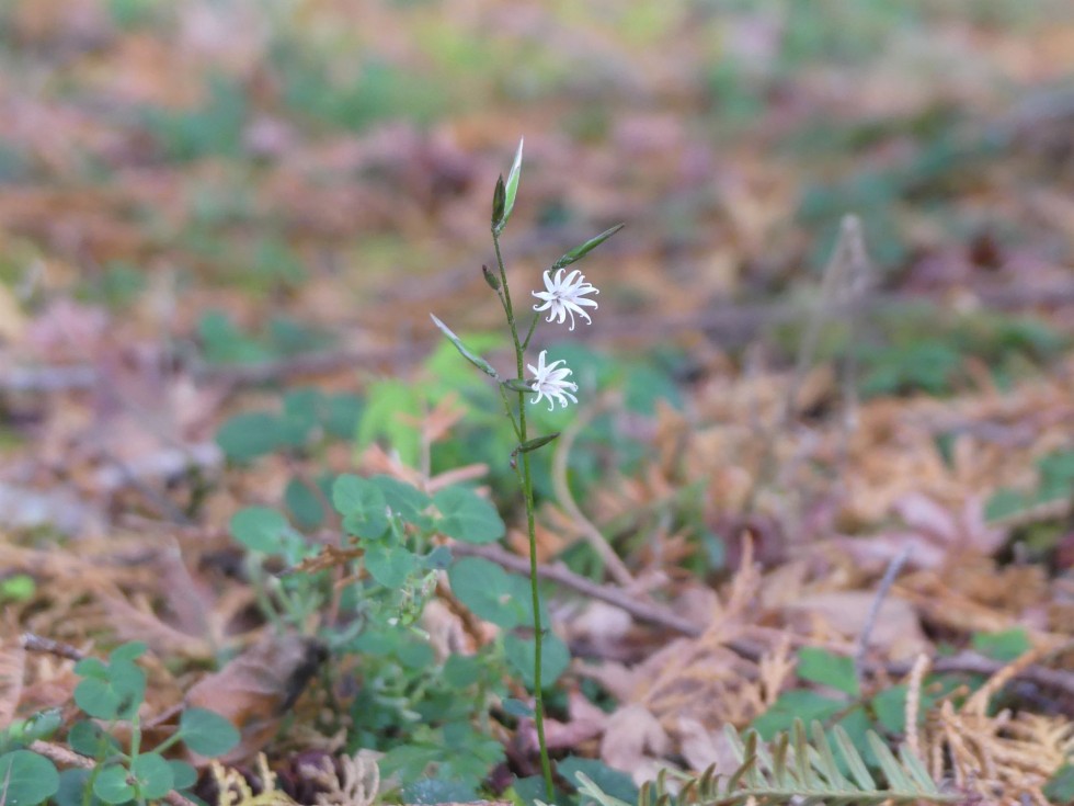 キッコウハグマ