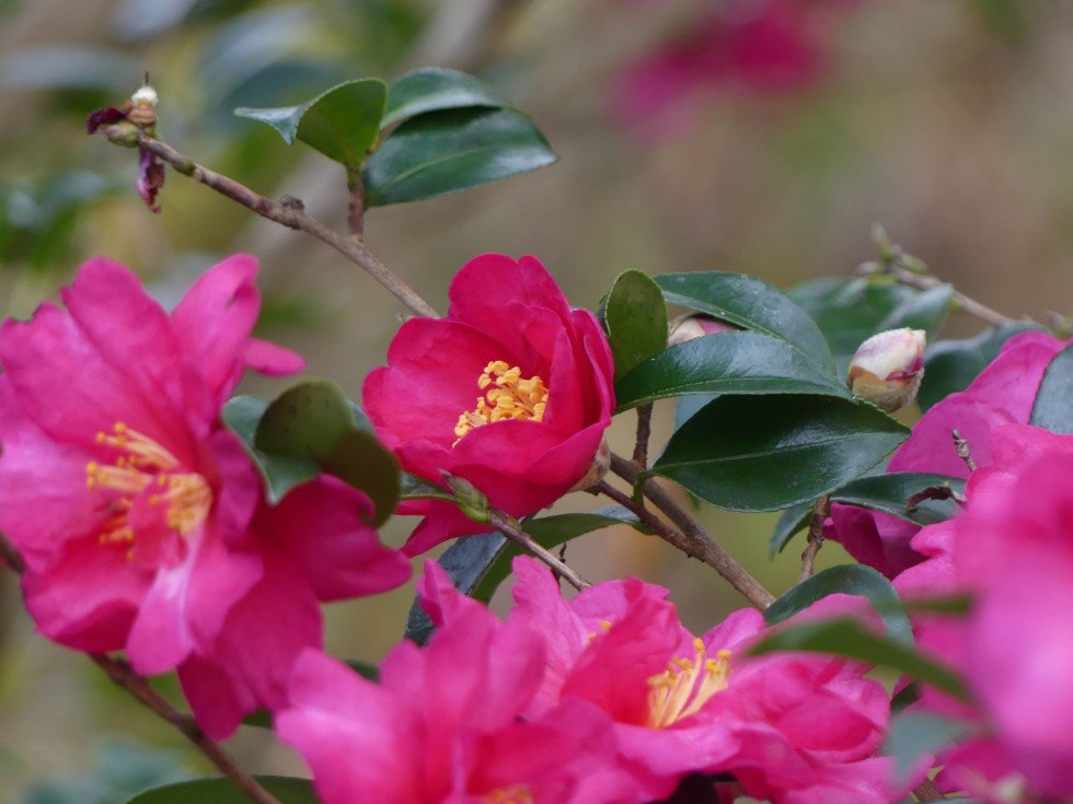 タチカンツバキ