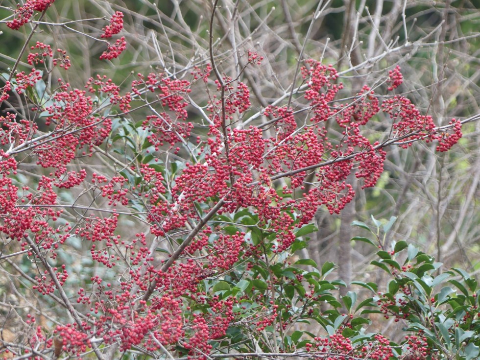 コバノガマズミ