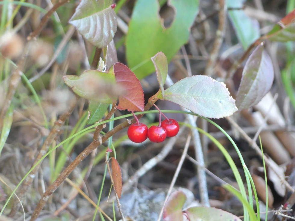 今週の牧野公園の植物たち♪