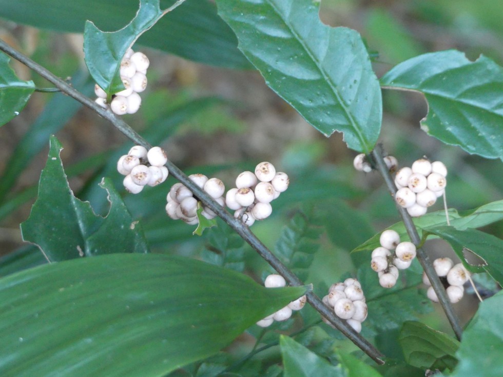 イズセンリョウ