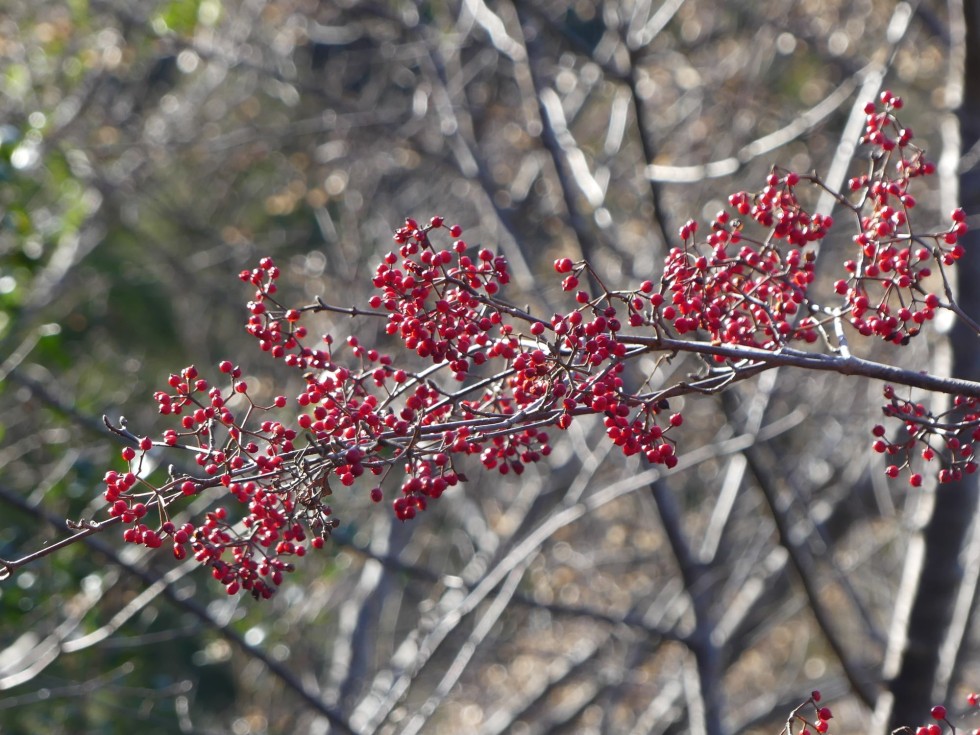 コバノガマズミ