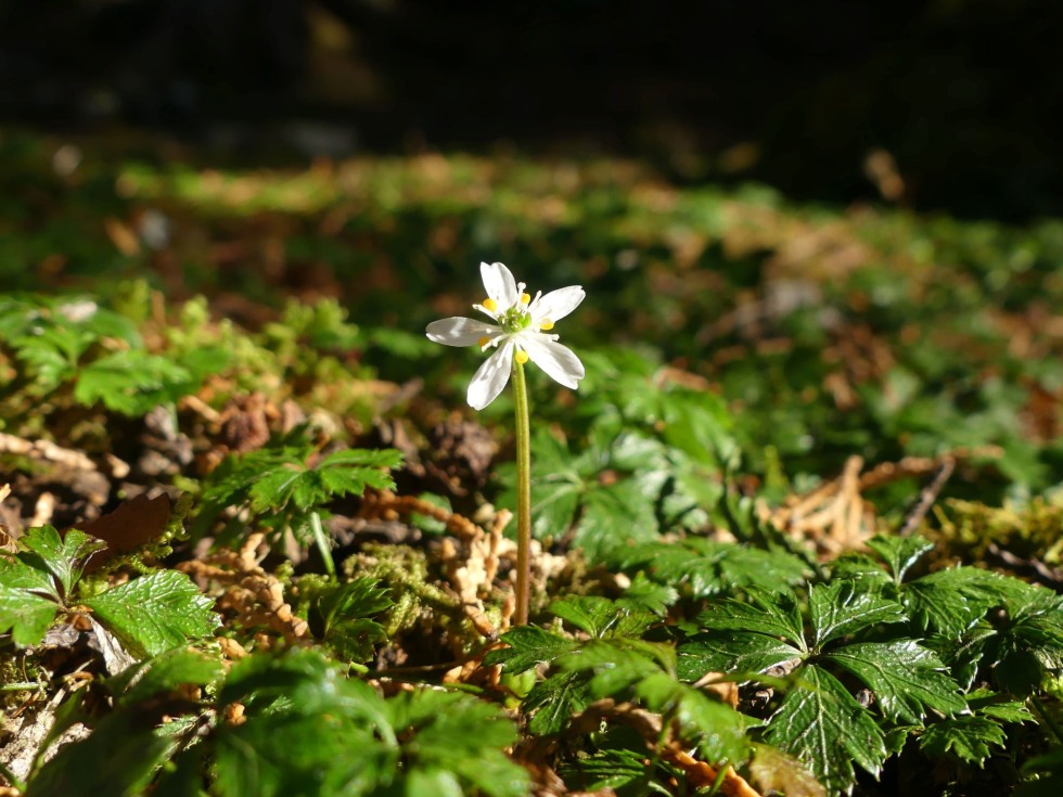 バイカオウレン
