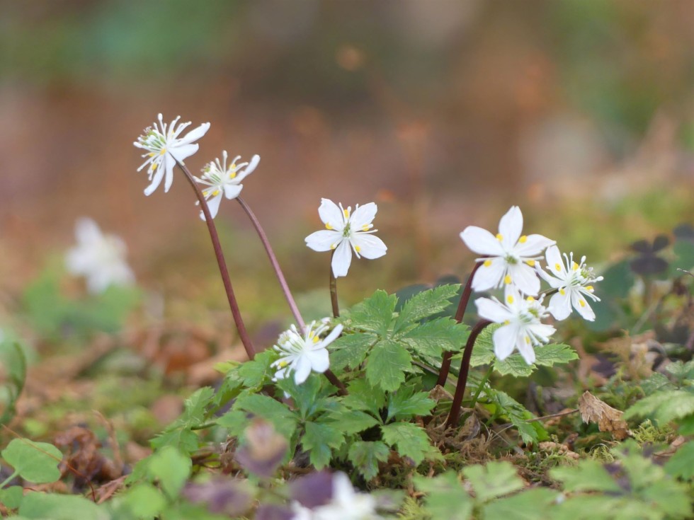 今週の牧野公園の植物たち♪