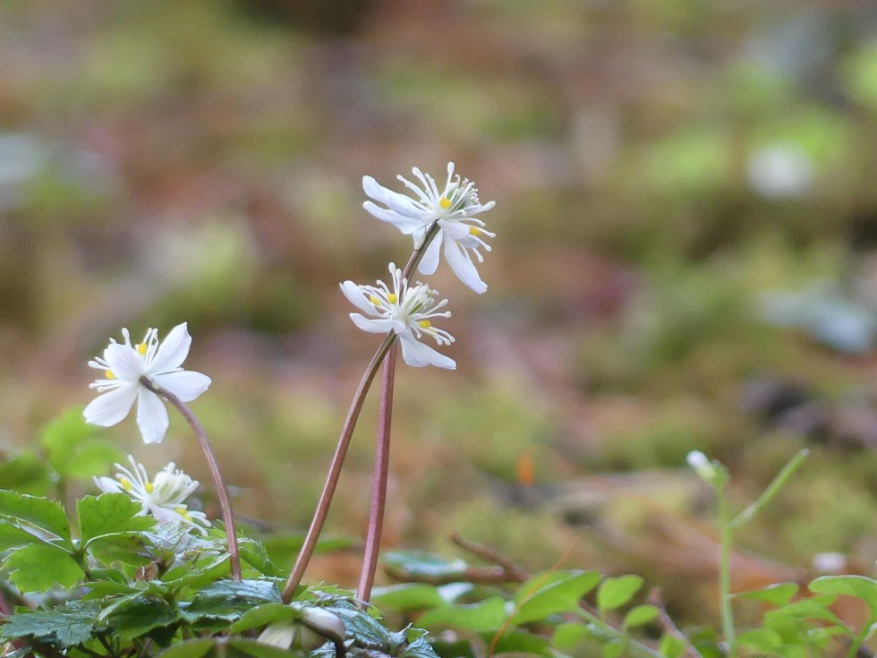 バイカオウレン