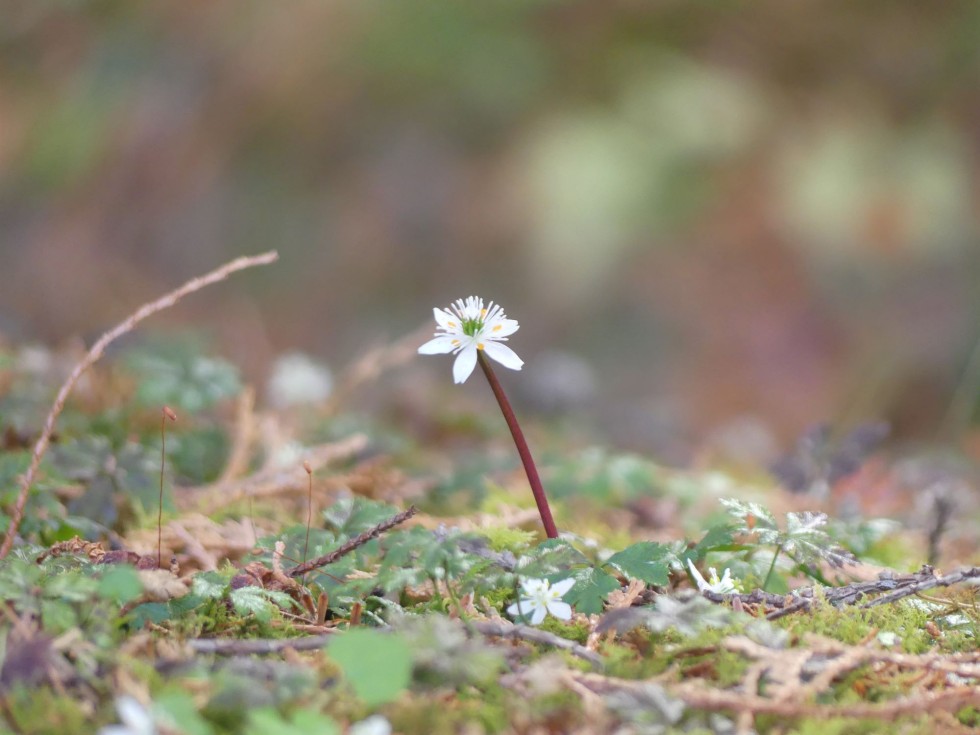 バイカオウレン