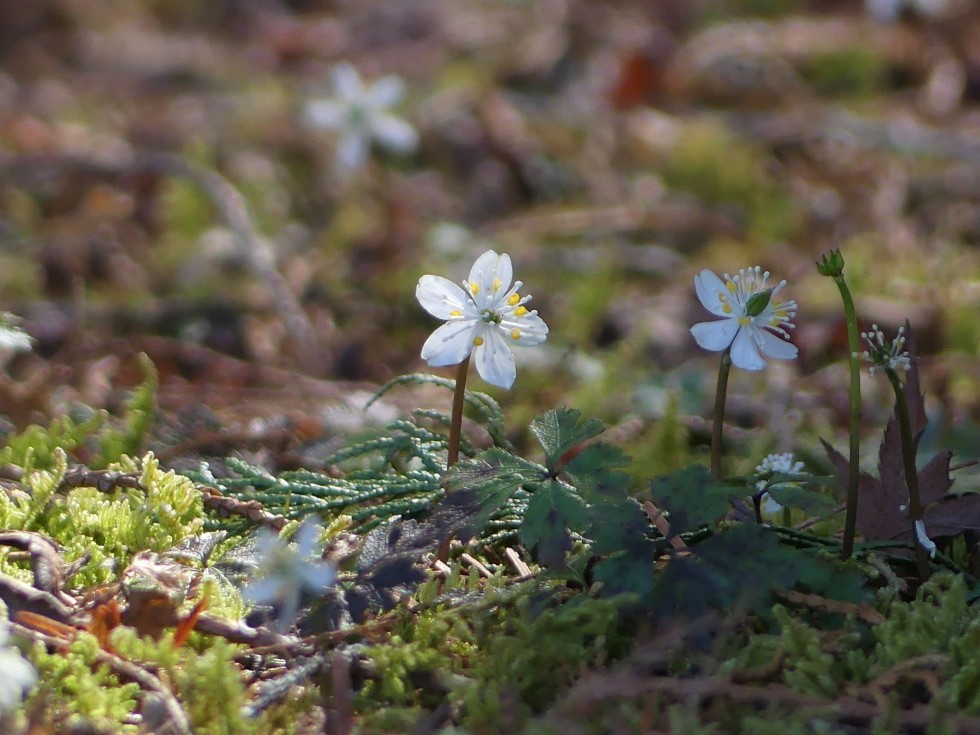 バイカオウレン
