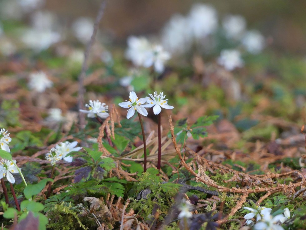 バイカオウレン