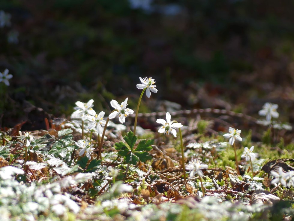 バイカオウレン