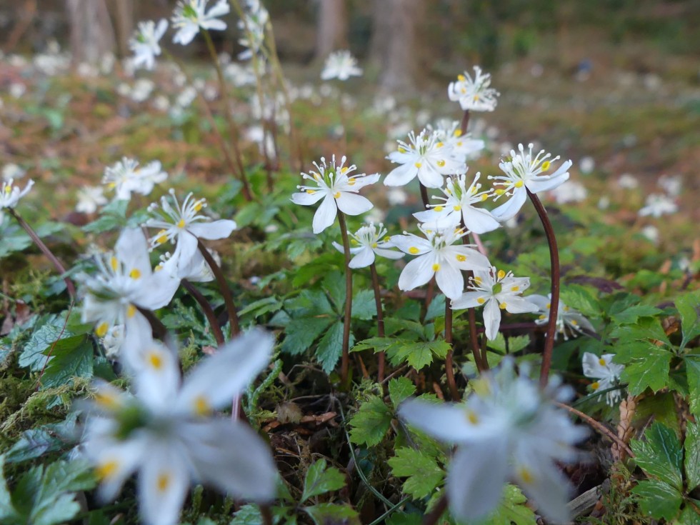 バイカオウレン