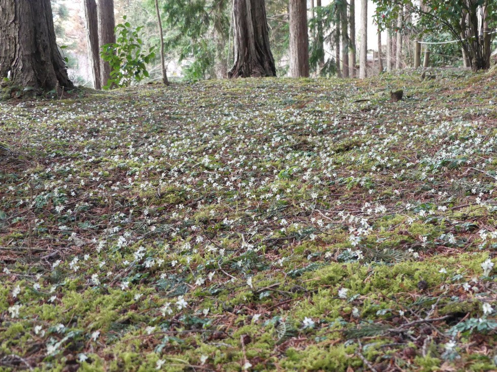 バイカオウレン