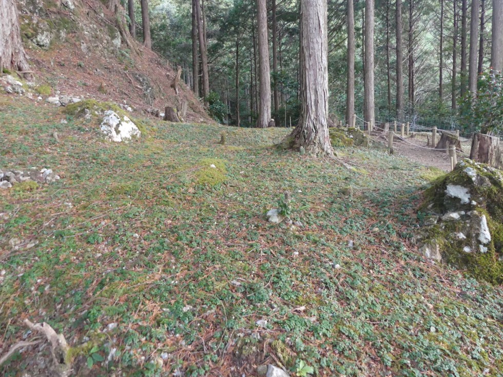 バイカオウレン