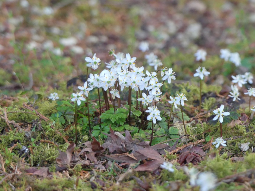 バイカオウレン