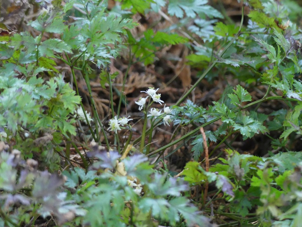 セリバオウレン