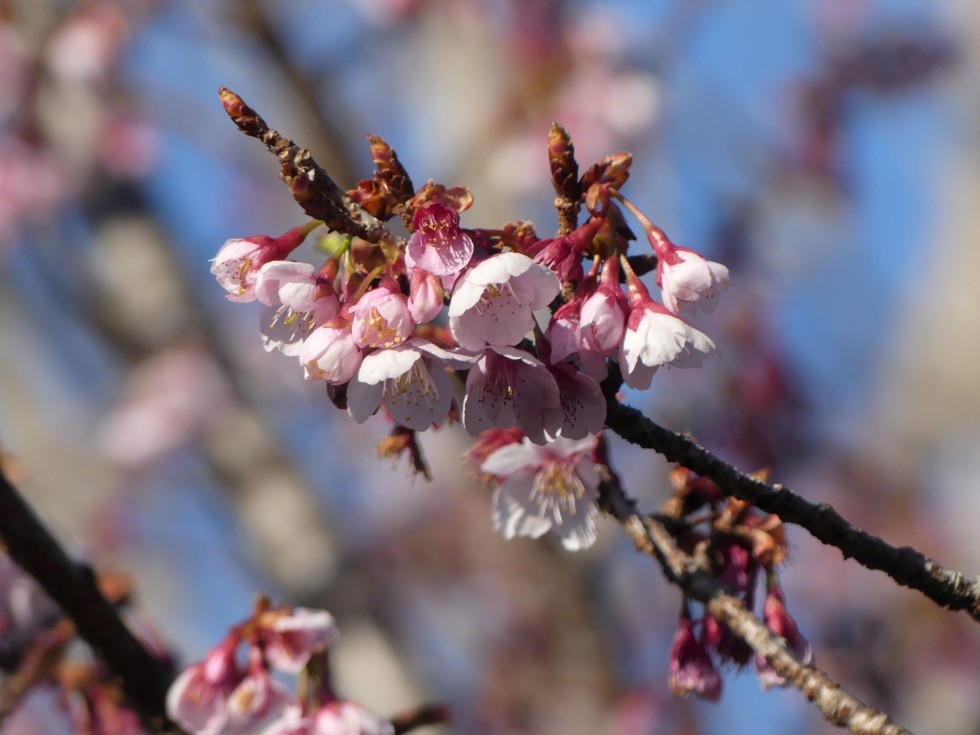 アタミカンザクラ