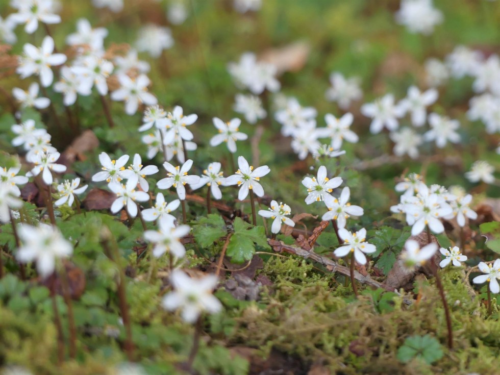 バイカオウレン