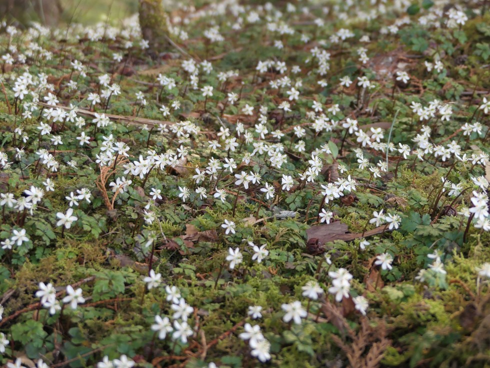 バイカオウレン