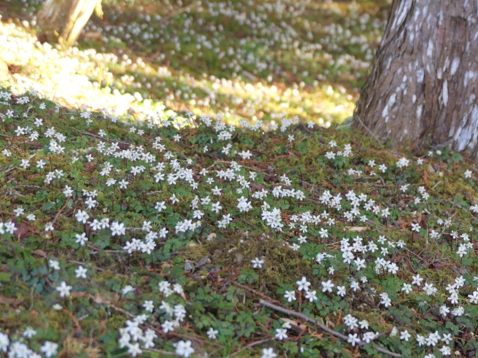 バイカオウレン