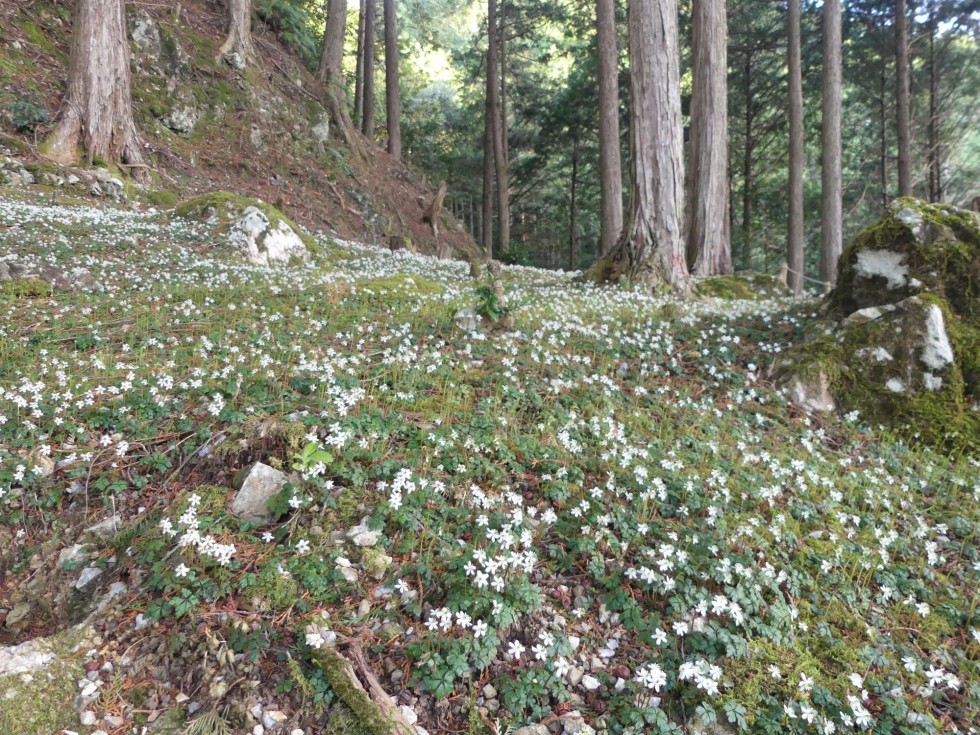 バイカオウレン