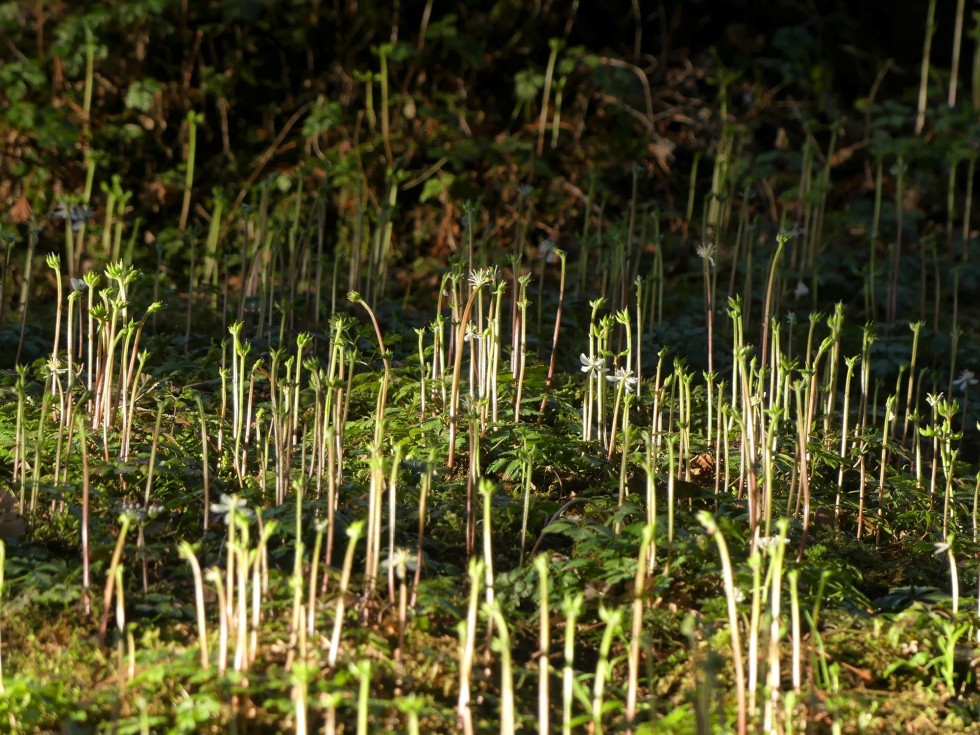 バイカオウレン