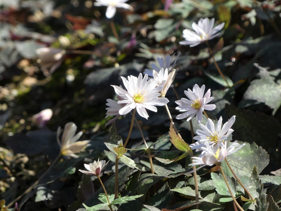 ユキワリイチゲ