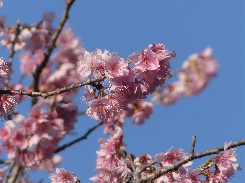 ツバキカンザクラ