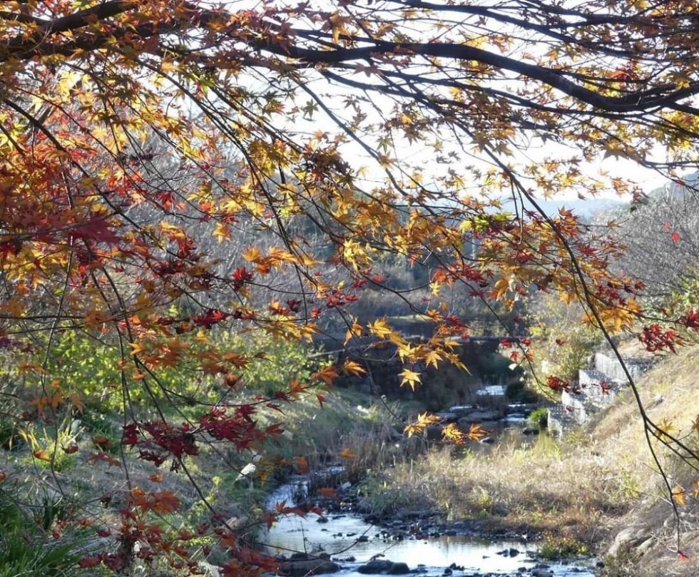 佐川町の紅葉情報！！５地区様々な紅葉が楽しめます♪
