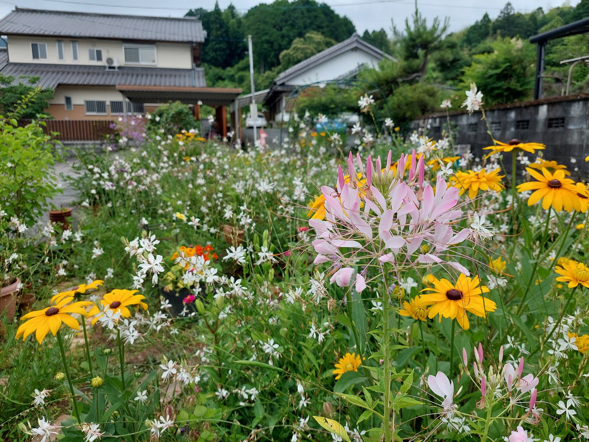 田村里和さんのお庭