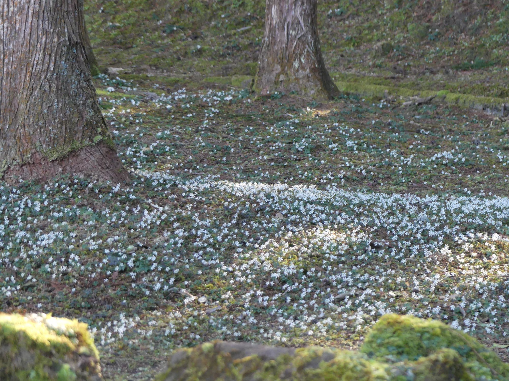 眞辺誠男さんのバイカオウレン山を追加しました。