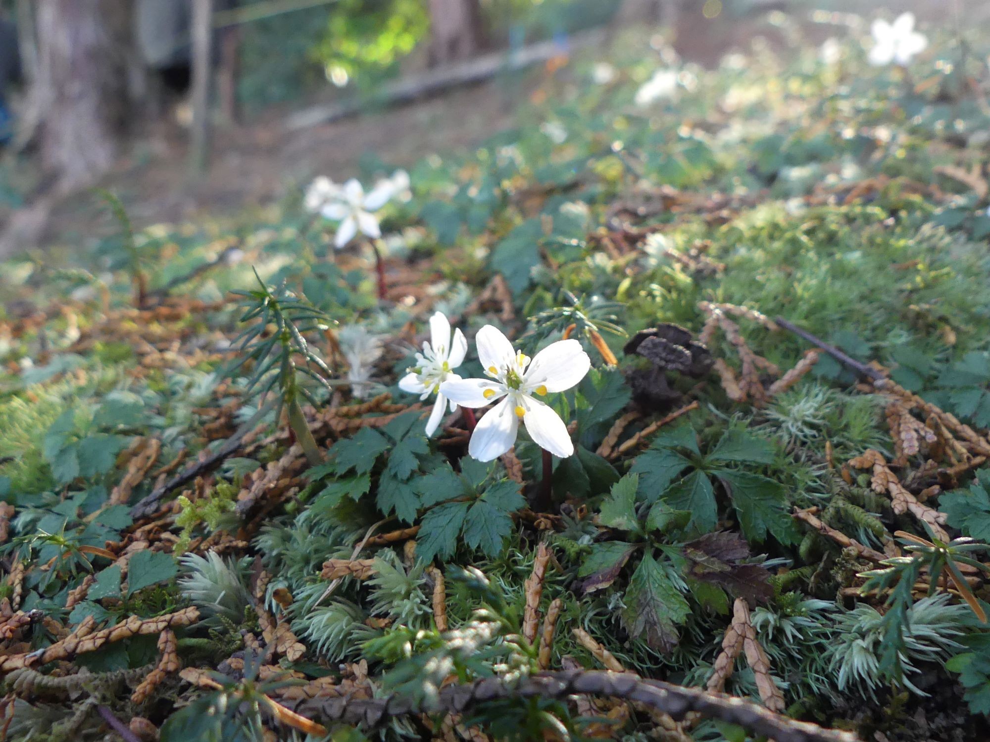 眞辺誠男さんのバイカオウレン山