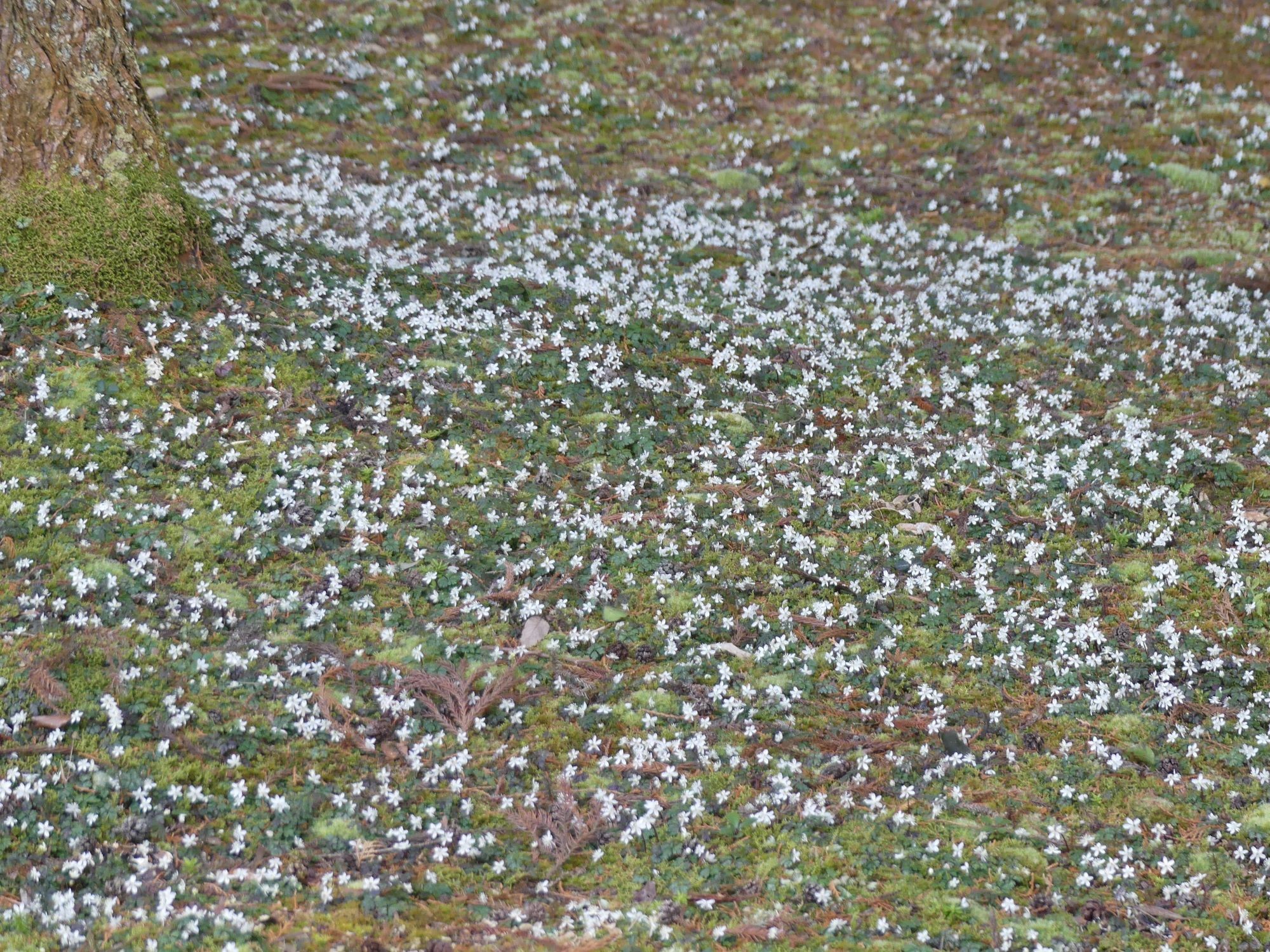 眞辺誠男さんのバイカオウレン山