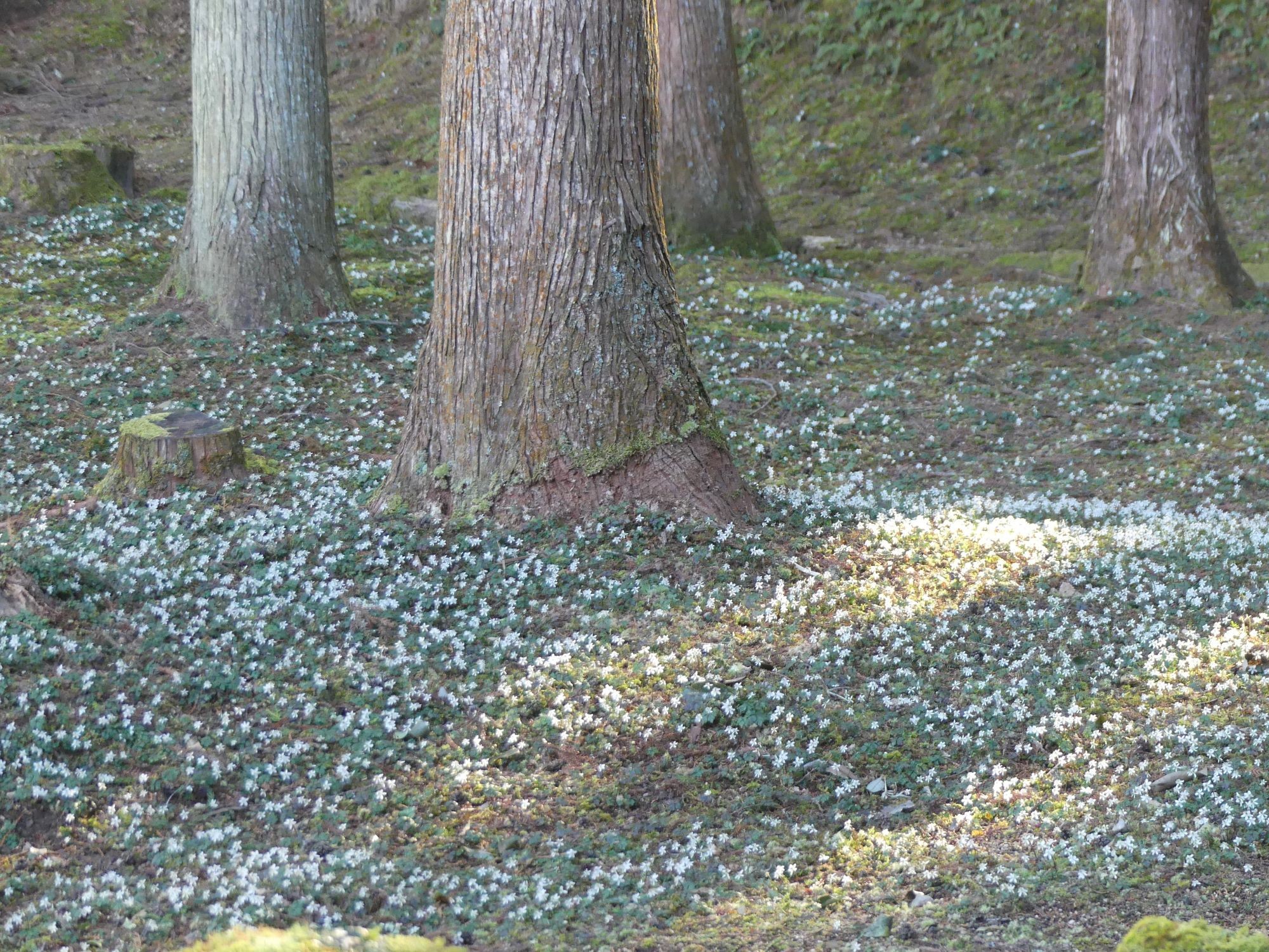 眞辺誠男さんのバイカオウレン山